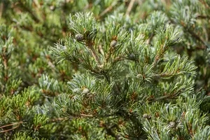 Pinus parviflora 'Hageromo' - 25-30 CM C7.5 - image 3