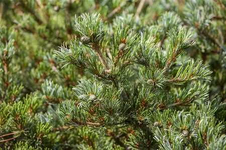 Pinus parviflora 'Hageromo' - 15-20 CM C5 - image 3