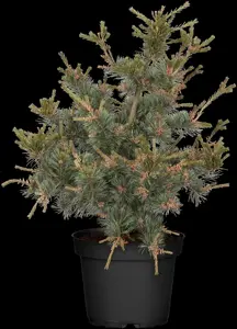 Pinus parviflora 'Negishi' - 40-50 CM C7.5 - image 4