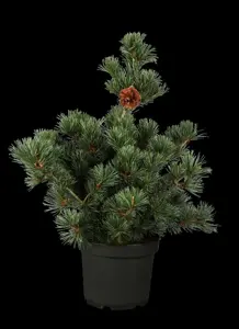 Pinus parviflora 'Negishi' - 60-80 CM C30 - image 5