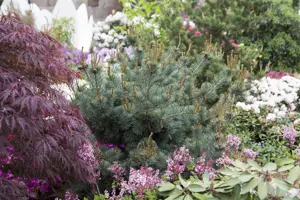 Pinus parviflora 'Negishi' - 60-80 CM C25 - image 2