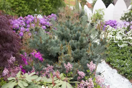 Pinus parviflora 'Negishi' - 60-80 CM C25 - image 3