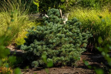 Pinus parviflora 'Negishi' - 60-80 CM C25 - image 5