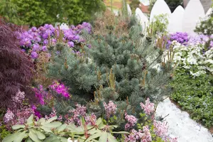 Pinus parviflora 'Negishi' - 60-80 CM C15 - image 3