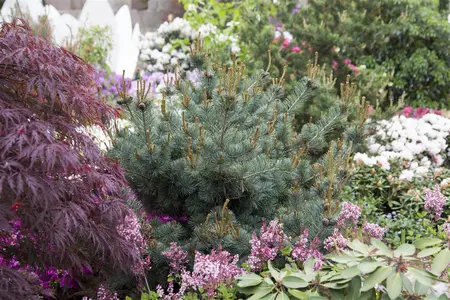 Pinus parviflora 'Negishi' - BONSAI 125-150 CM C60 - image 1