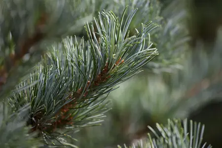 Pinus parviflora 'Negishi' - BONSAI 125-150 CM C60 - image 5