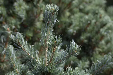 Pinus parviflora 'Negishi' - 30-40 CM C10 - image 4
