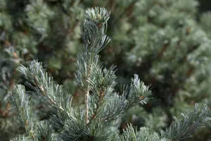 Pinus parviflora 'Negishi' - 30-40 CM C10 - image 4