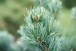 Pinus parviflora 'Saphir' - 100-125 CM RB