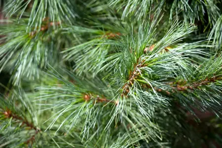 Pinus parviflora 'Schoon's Bonsai' - 80-100 CM RB - image 1