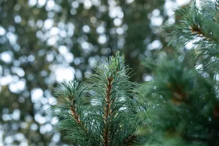 Pinus parviflora 'Schoon's Bonsai' - 80-100 CM RB - image 2