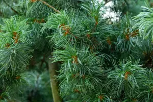 Pinus parviflora 'Schoon's Bonsai' - 80-100 CM RB - image 5