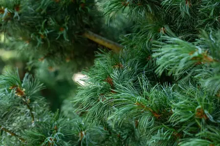 Pinus parviflora 'Schoon's Bonsai' - 60-80 CM RB - image 4