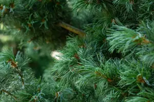 Pinus parviflora 'Schoon's Bonsai' - 60-80 CM RB - image 4