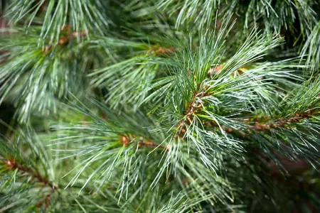 Pinus parviflora 'Schoon's Bonsai' - 50-60 CM C15 - image 1