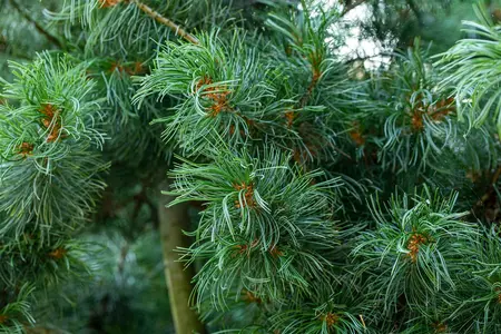 Pinus parviflora 'Schoon's Bonsai' - 50-60 CM C15 - image 5