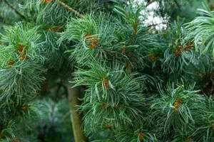 Pinus parviflora 'Schoon's Bonsai' - 50-60 CM C15 - image 5