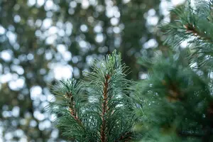 Pinus parviflora 'Schoon's Bonsai'
