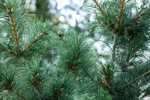 Pinus parviflora 'Schoon's Bonsai' - 15-20 CM C2.5 - image 5