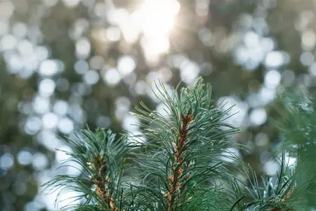 Pinus parviflora 'Schoon's Bonsai' - 60-80 CM RB - image 3