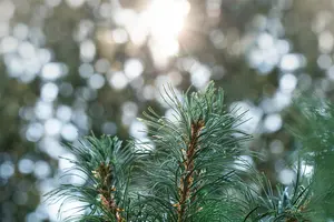 Pinus parviflora 'Schoon's Bonsai' - 50-60 CM C15 - image 3