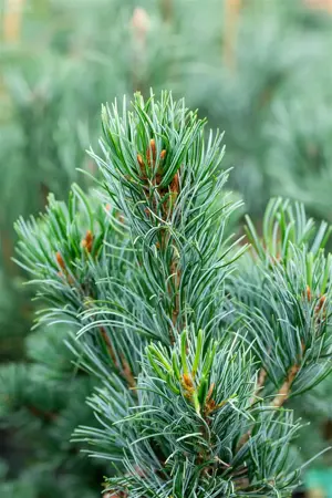 Pinus parviflora 'Tempelhof' - 50-60 CM C7.5 - image 3