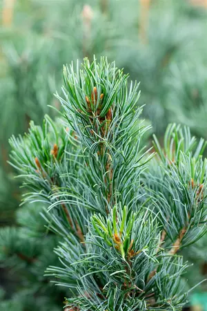 Pinus parviflora 'Tempelhof' - 20-25 CM C2.5 - image 3