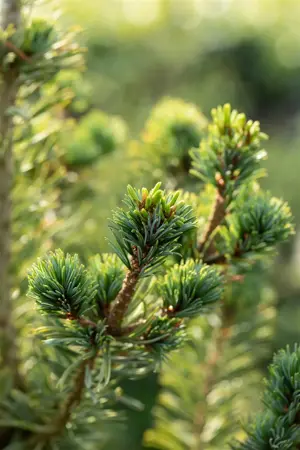 Pinus parviflora 'Tempelhof' - LIN. P9 10-12 CM - image 2