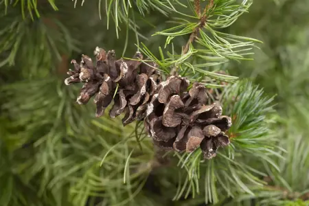 Pinus parviflora 'Tempelhof' - LIN. P9 10-12 CM - image 1