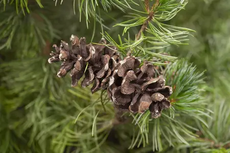 Pinus parviflora 'Tempelhof' - 20-25 CM C2.5 - image 1