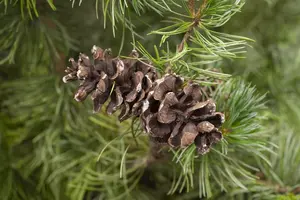Pinus parviflora 'Tempelhof' - 20-25 CM C2.5 - image 1