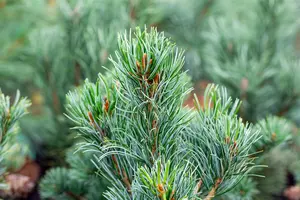 Pinus parviflora 'Tempelhof' - 20-25 CM C2.5 - image 4