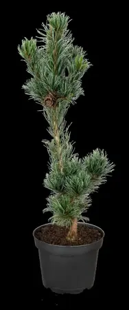 Pinus parviflora 'Tempelhof' - LIN. P9 10-12 CM - image 5
