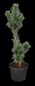 Pinus parviflora 'Tempelhof' - LIN. P9 10-12 CM - image 5