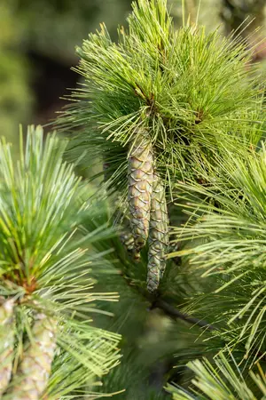 Pinus peuce - 100-125 CM C20 - image 1