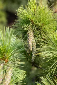 Pinus peuce - 100-125 CM C20 - image 4