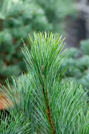 Pinus peuce - 100-125 CM C20 - image 4