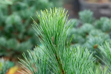 Pinus peuce - 100-125 CM C20 - image 3