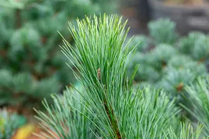Pinus peuce - 100-125 CM C20 - image 3