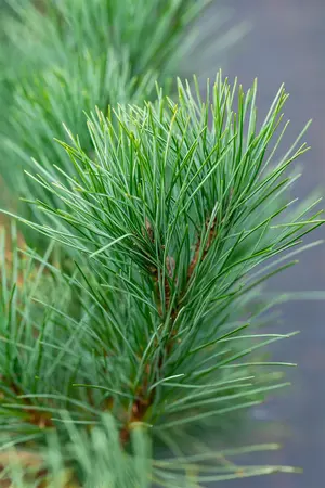 Pinus peuce 'Arnold Dwarf' - 30-40 CM C7.5 - image 2