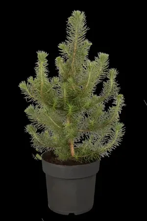 Pinus pinea - STD 16-18 CM CONT    - image 1
