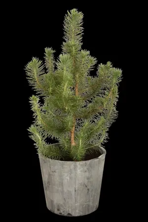 Pinus pinea - STD 16-18 CM CONT    - image 2