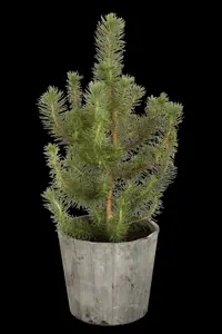 Pinus pinea - STD 16-18 CM CONT    - image 2