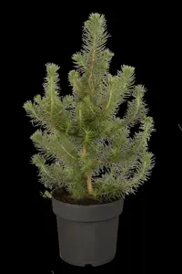 Pinus pinea - MULTISTEM 250-300 CM RB - image 4