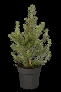 Pinus pinea
