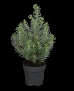 Pinus pinea - STD 16-18 CM CONT    - image 3