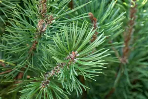 Pinus pinea - STD 16-18 CM CONT    - image 4