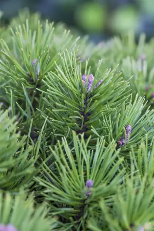 Pinus pumila 'Glauca' - 60-80 CM RB - image 1