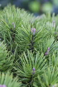Pinus pumila 'Glauca'