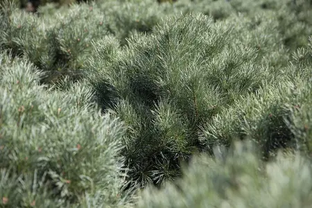 Pinus pumila 'Glauca' - 20-25 CM C2 - image 5
